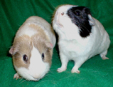 Sprout and Brussels