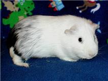 Trix