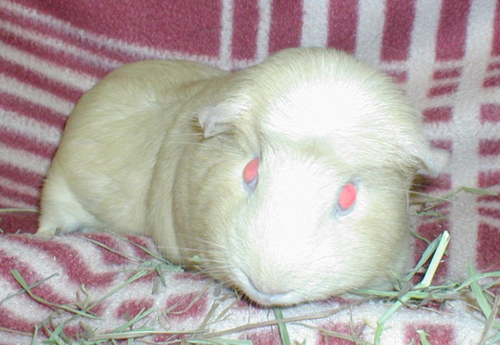 Coco