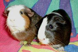 Smoky and Snickers