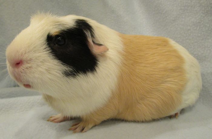Cinnamon