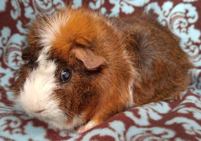 Fiona