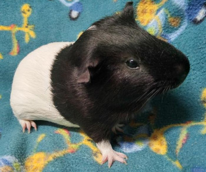 Gus Gus